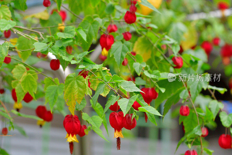 蒂罗尔灯/abutilon megapotamicum 花